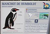 Manchot de Humboldt, Spheniscus humboldti (Photo F. Mrugala) (txt)